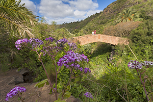 Jardin Canario botanical gardens in north east Graan Canaria