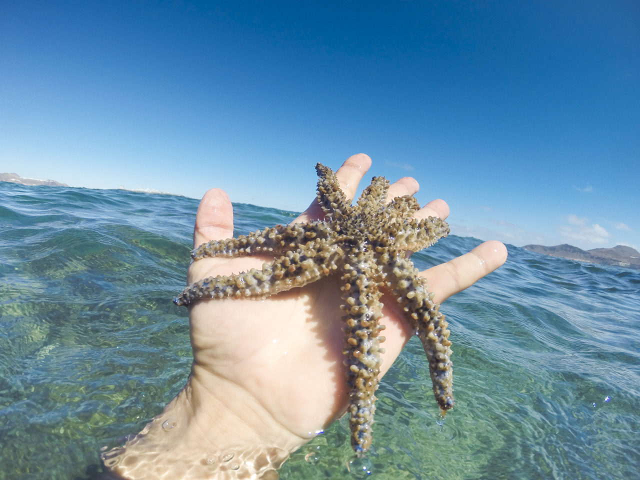 Gran Canaria starfish