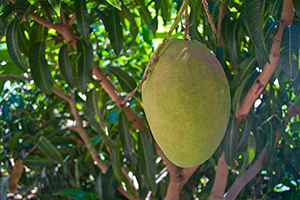 Low hanging mango fruit