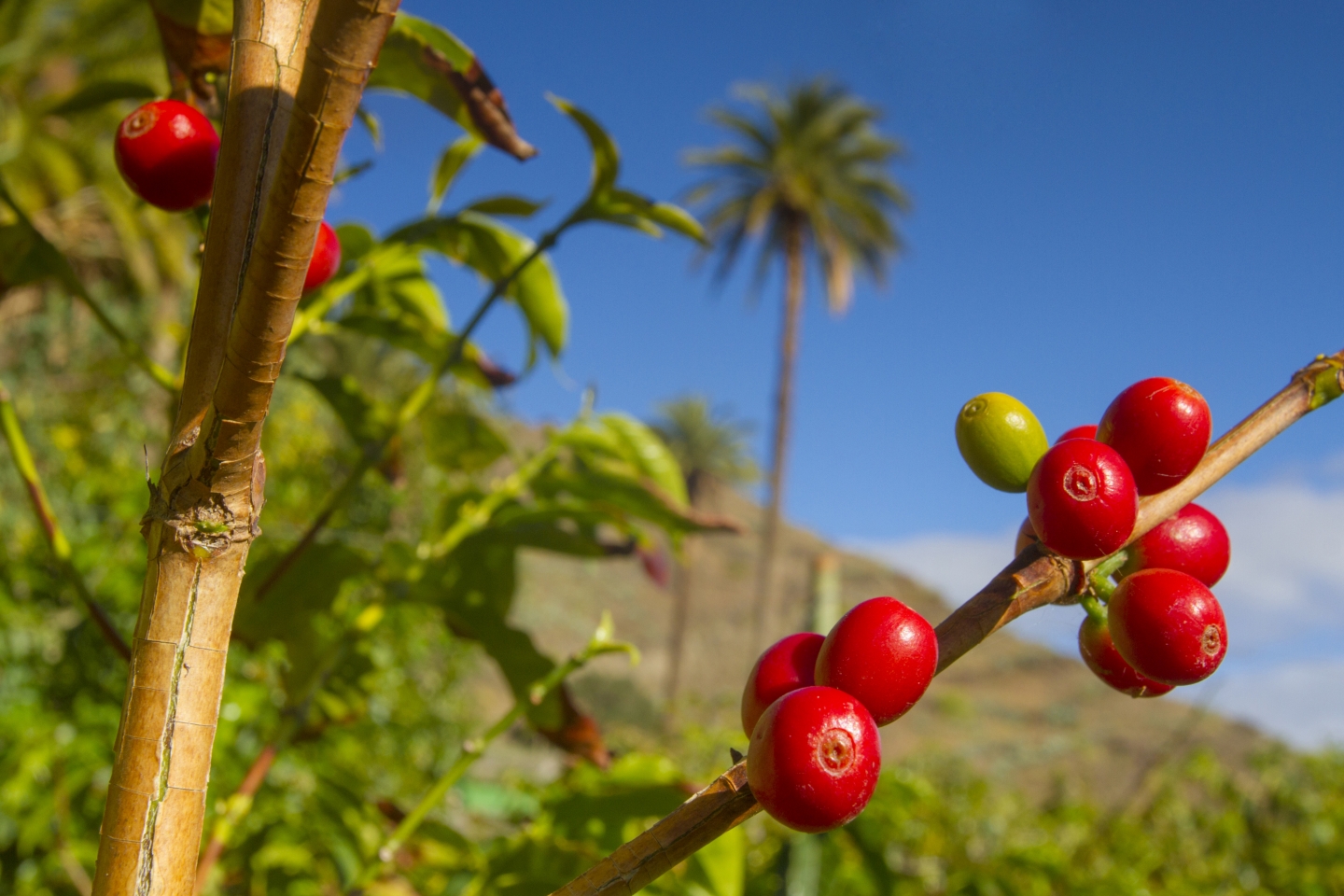 Coffee growing in Gran Canaria