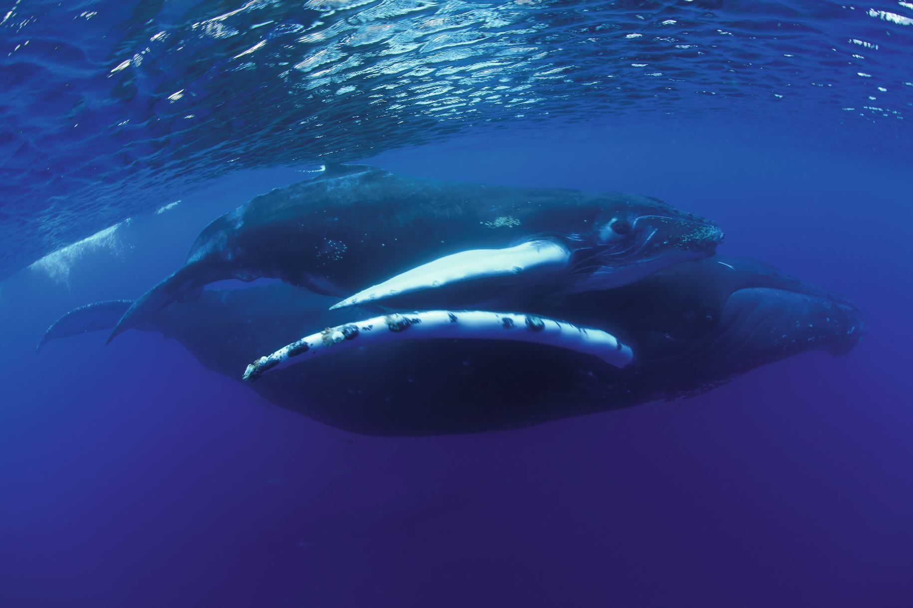 Humpback whales close to the Canary Islands