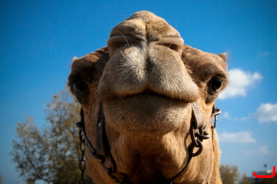 camels-maspalomas-006