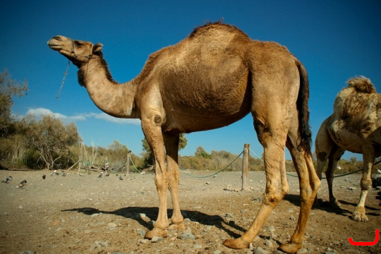camels-maspalomas-011