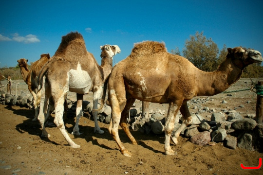 camels-maspalomas-012
