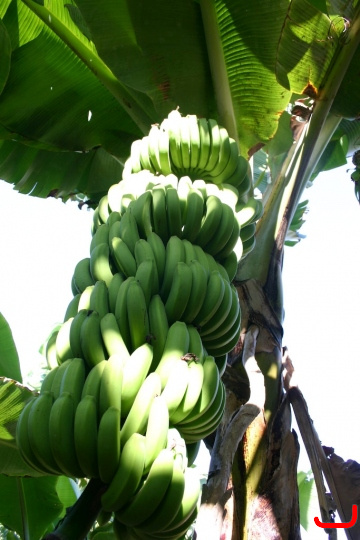 bananas-013
