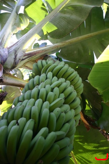 bananas_fruit