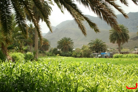 farm_at_the_mouth_of_the_agaete_valley
