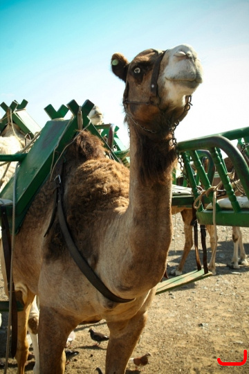 camels-maspalomas-001