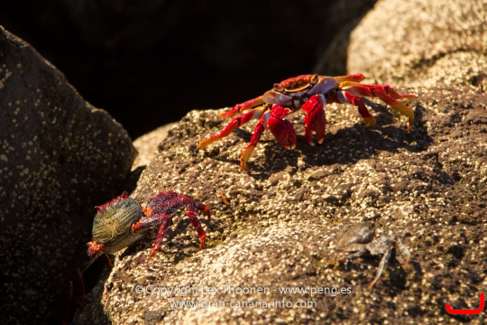crabs-002