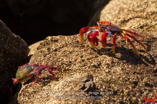 crabs-003