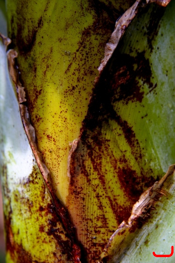 bananas-032