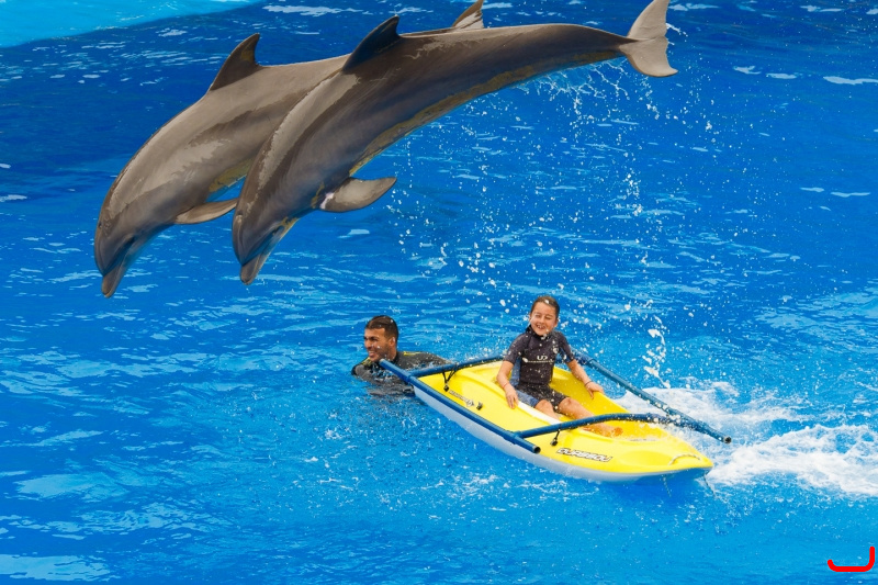Dolphin show at Palmitos Park_4