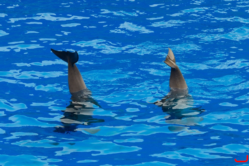 Dolphin show at Palmitos Park_5