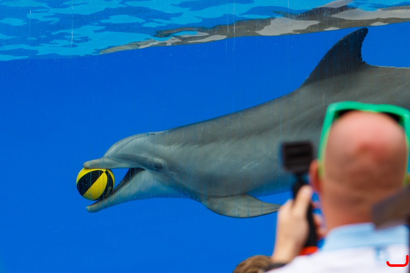 Dolphin show at Palmitos Park_2