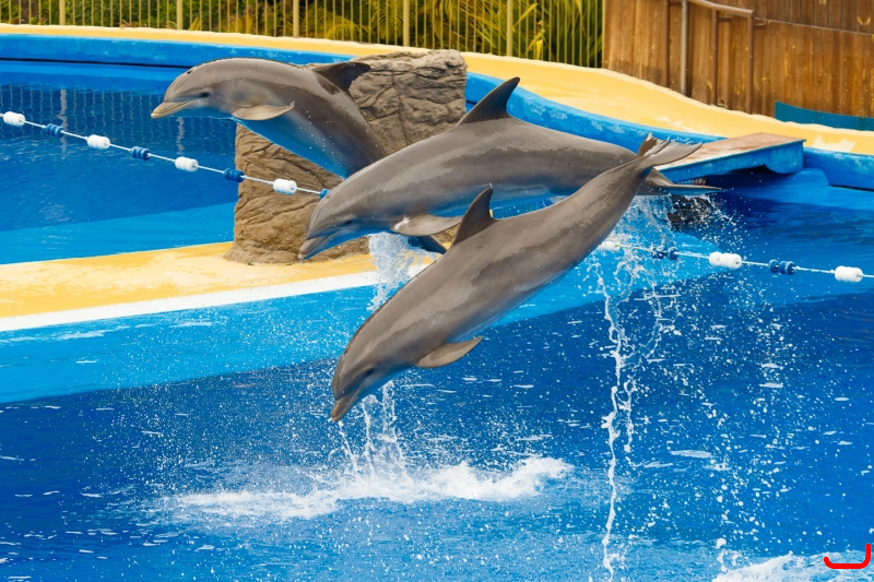 Dolphin show at Palmitos Park_6