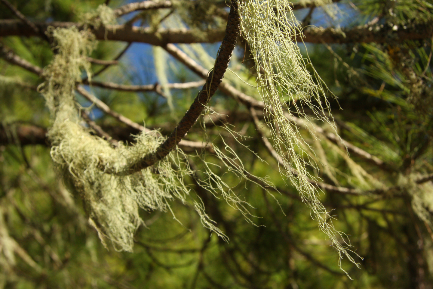 Pine tree lichens
