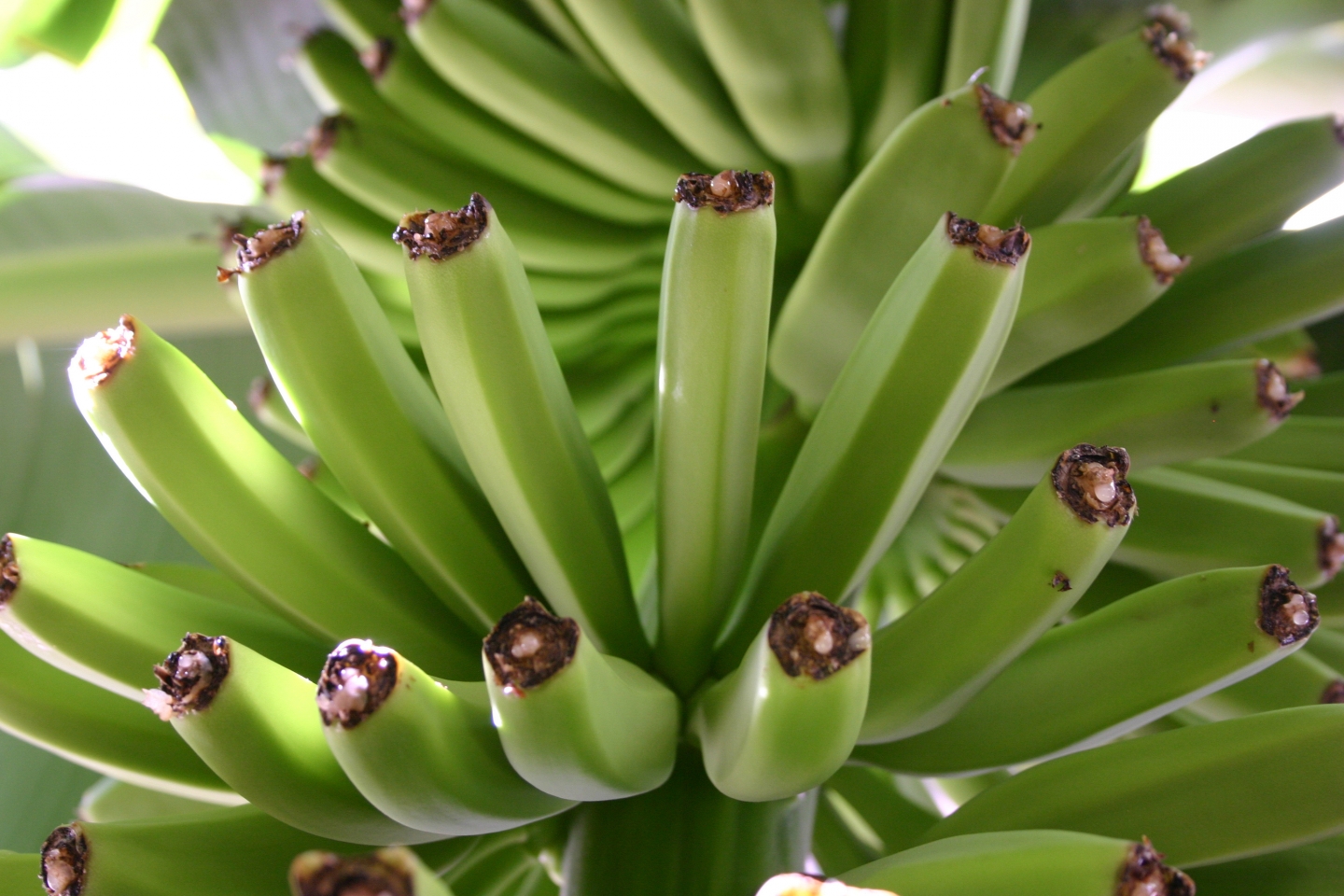 bananas growing in Gran Canaria