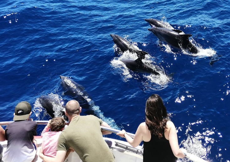 Multiaquatic dolphin trip Gran Canaria