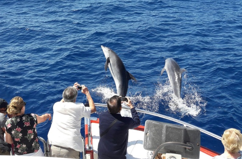 Multiaquatic dolphin trip Gran Canaria