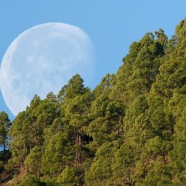 moon_setting_behind_tamadaba