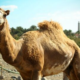 Camel Safari (Maspalomas)