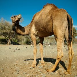 camels-maspalomas-010