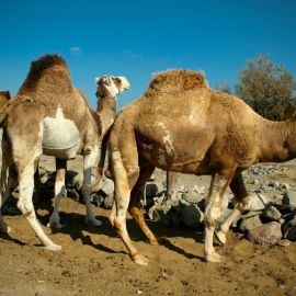 camels-maspalomas-012
