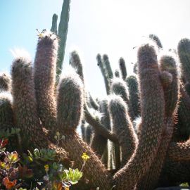 Jardín Botánico Viera y Clavijo