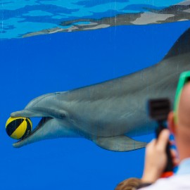 Dolphin show at Palmitos Park_2