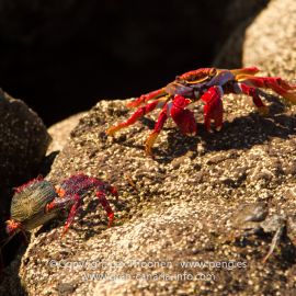 crabs-002