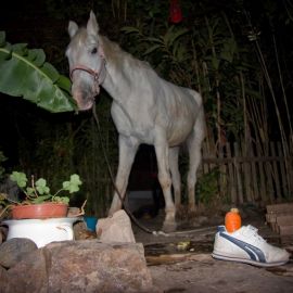 Horse in the Barranco