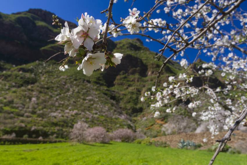 Gran Canaria is covered in almond blossom in January