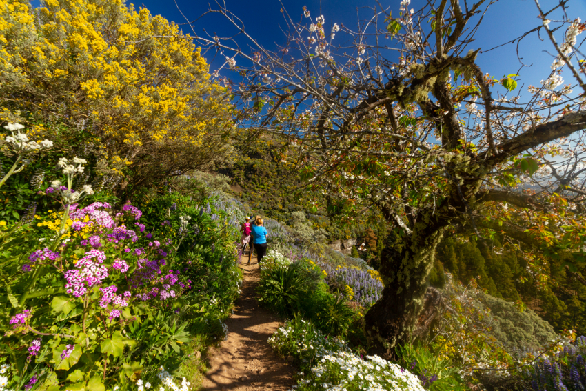 The Tajinaste Trail: Gran Canaria&#039;s Most Spectacular Spring Walk