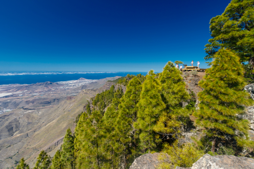 The Tamadaba forest in Gran Canaria before the 2019 fire
