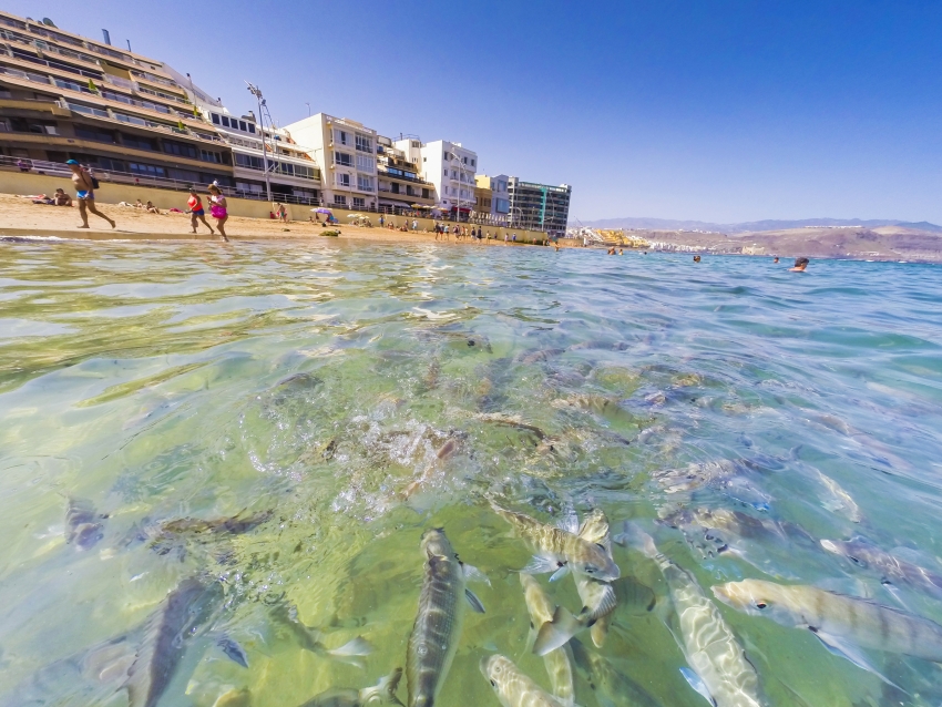 Tip Of The Day: The Friendly Fish At Las Canteras Beach