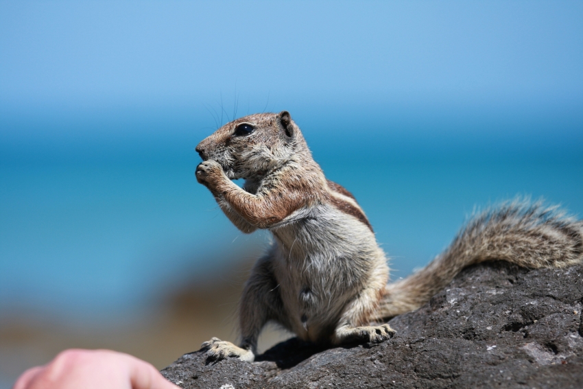 Feral ground squirrels threaten Gran Canaria's delicate natural balance