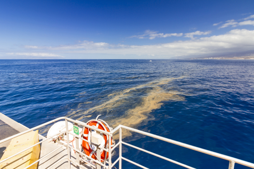 Sea sawdust bloom on the surface of the ocean close to the Canary Islands