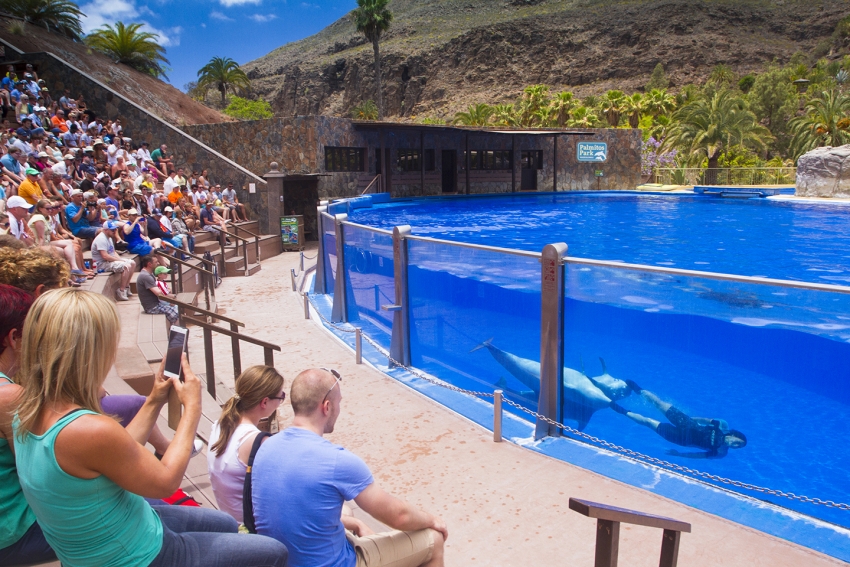 The dolphin show at Palmitos Park
