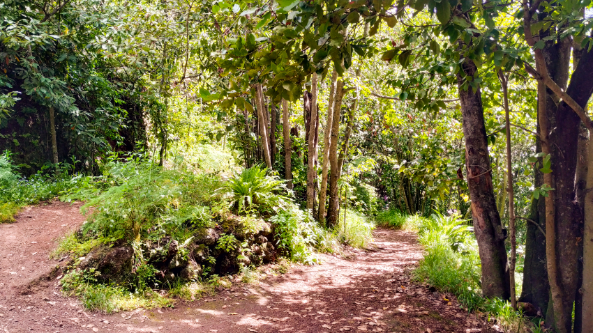 Finca de Osorio: Gran Canaria's green estate surrounded by forest