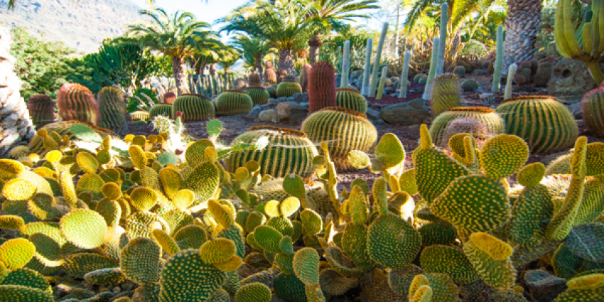 Cactualdea cactus park in Gran Canaria is well worth a stop if you drive around the island