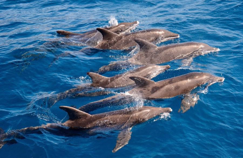 Dolphin watching in south Gran Canaria