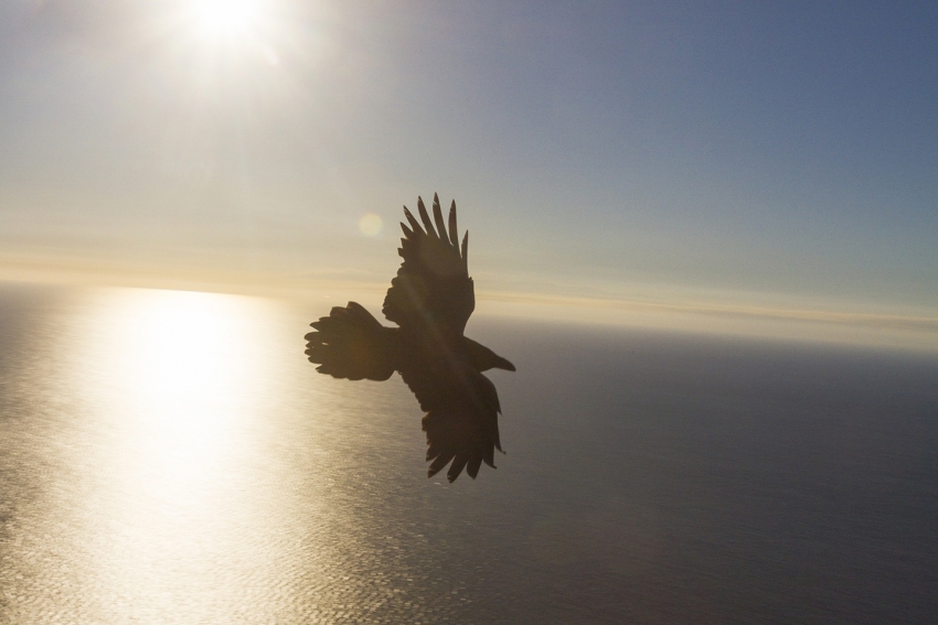 One of Gran Canaria's last ravens