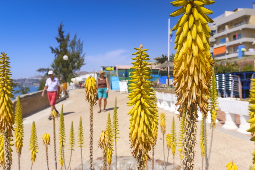 Aloe vera in flower in Gran Canaria