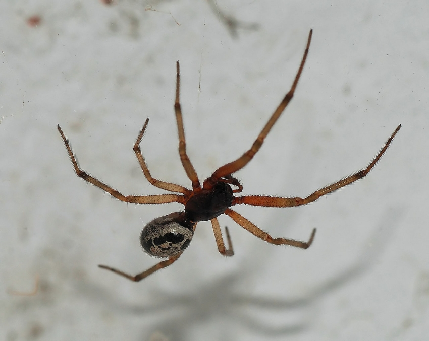 False widow spider from the Canary Islands