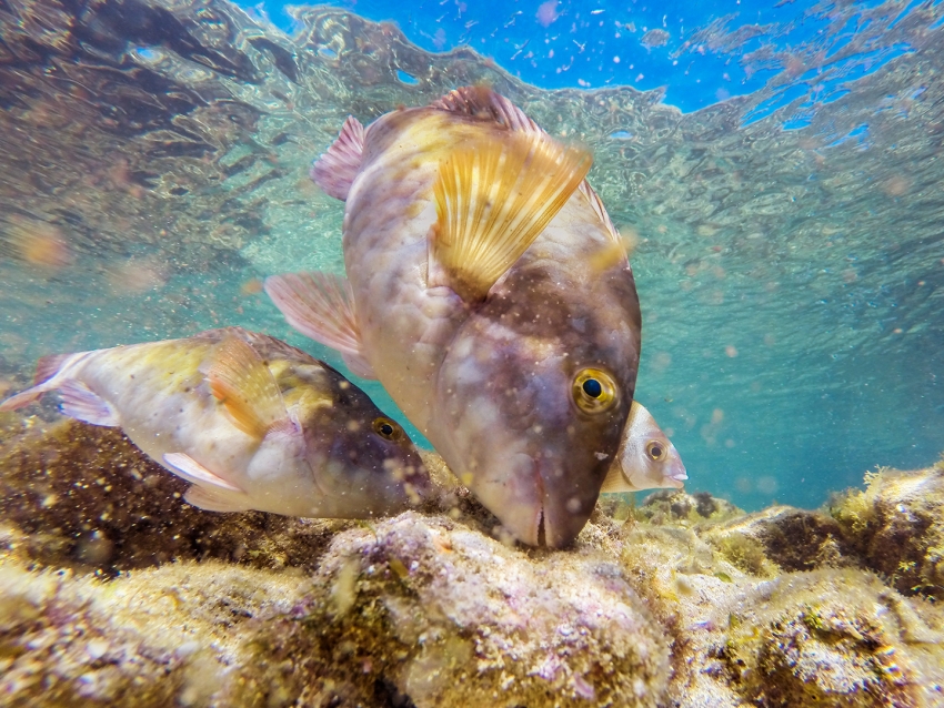 Snorkel in Gran Canaria and you meet fish like this