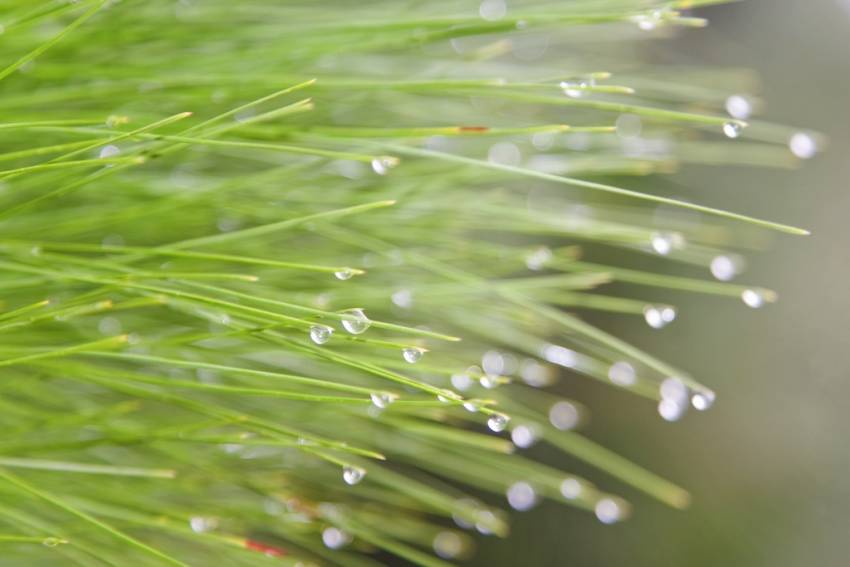 Rain forming on Canary pine needles