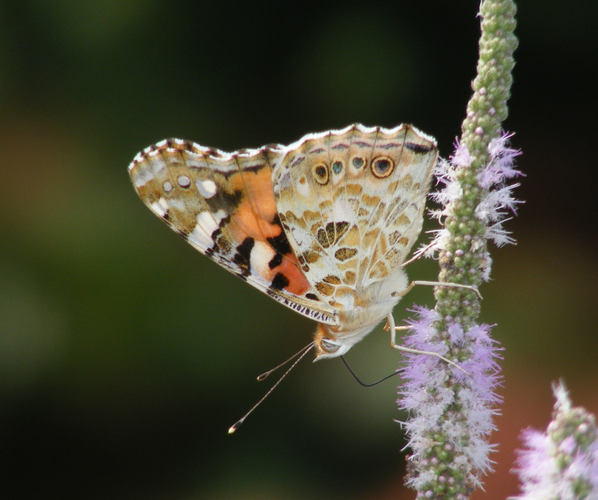 Gran Canaria invaded by butterflies in October 2019