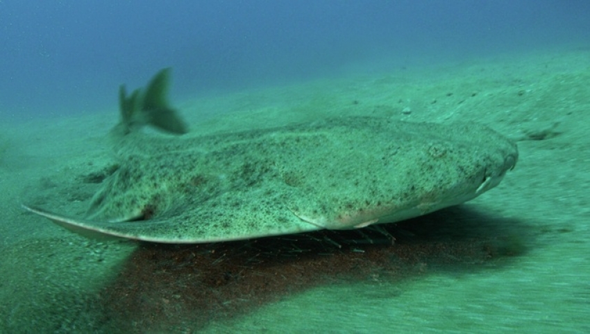 The critically endangered angel shark is common in the Canary Islands