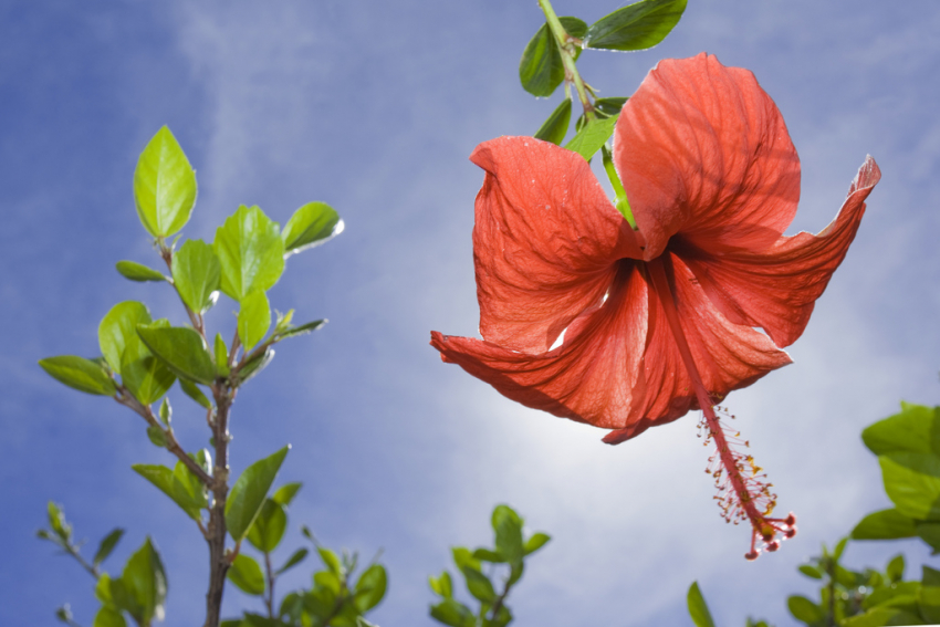 Most of the world's most beautiful tropical flowers grow in Gran Canaria's gardens