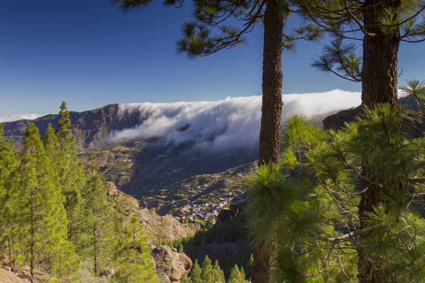 Gran Canaria plans to double its forest cover to 30% within 15 years